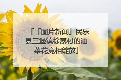 「图片新闻」民乐县三堡镇徐寨村的油菜花竞相绽放