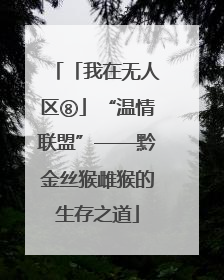 「我在无人区⑧」“温情联盟”——黔金丝猴雌猴的生存之道
