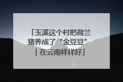 玉溪这个村把荷兰猪养成了“金豆豆”｜在云南样样好