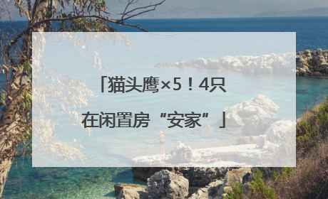 猫头鹰×5！4只在闲置房“安家”
