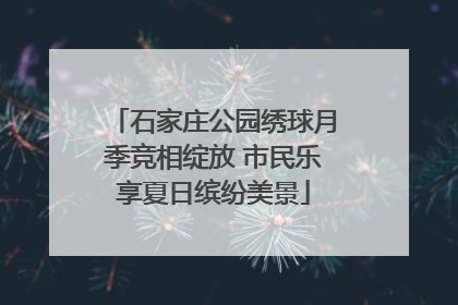 石家庄公园绣球月季竞相绽放 市民乐享夏日缤纷美景