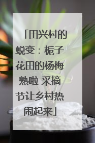 田兴村的蜕变：栀子花田的杨梅熟啦 采摘节让乡村热闹起来