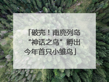 破壳！南麂列岛“神话之鸟”孵出今年首只小雏鸟