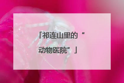 祁连山里的“动物医院”