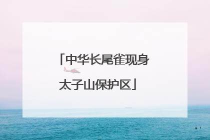 中华长尾雀现身太子山保护区