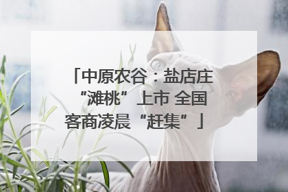 中原农谷：盐店庄“滩桃”上市 全国客商凌晨“赶集”