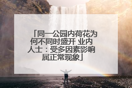 同一公园内荷花为何不同时盛开 业内人士：受多因素影响 属正常现象