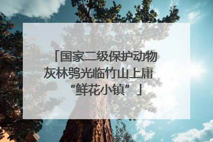 国家二级保护动物灰林鸮光临竹山上庸“鲜花小镇”