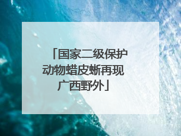 国家二级保护动物蜡皮蜥再现广西野外