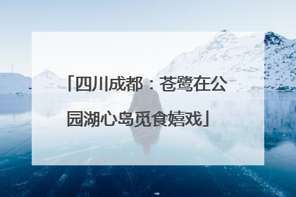 四川成都：苍鹭在公园湖心岛觅食嬉戏