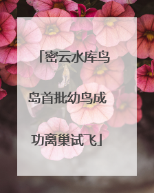 密云水库鸟岛首批幼鸟成功离巢试飞