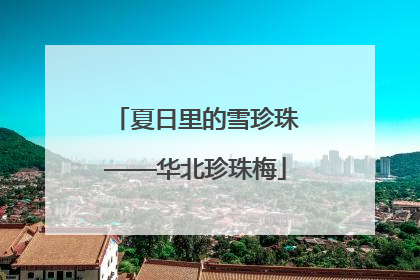 夏日里的雪珍珠——华北珍珠梅
