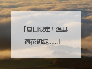夏日限定！温县荷花初绽……