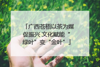 广西苍梧以茶为媒促振兴 文化赋能“绿叶”变“金叶”
