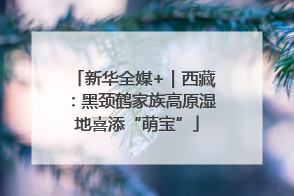 新华全媒+｜西藏：黑颈鹤家族高原湿地喜添“萌宝”
