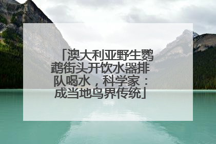 澳大利亚野生鹦鹉街头开饮水器排队喝水，科学家：成当地鸟界传统