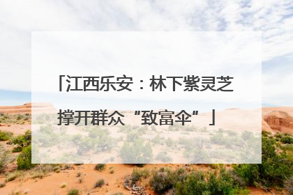 江西乐安：林下紫灵芝撑开群众“致富伞”