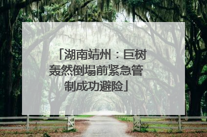 湖南靖州：巨树轰然倒塌前紧急管制成功避险