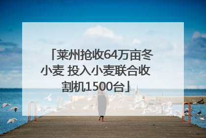 莱州抢收64万亩冬小麦 投入小麦联合收割机1500台