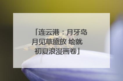 连云港：月牙岛月见草盛放 绘就初夏浪漫画卷