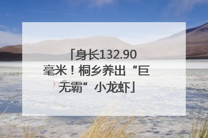 身长132.90毫米！桐乡养出“巨无霸”小龙虾
