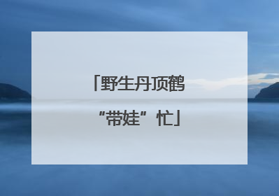 野生丹顶鹤“带娃”忙